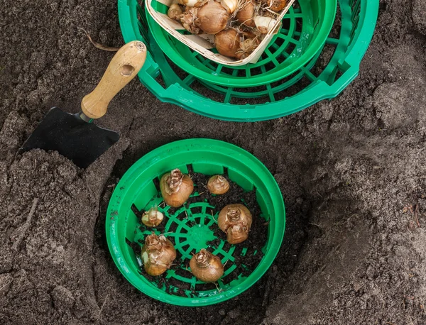 Planting bulbs  daffodils in a basket — Stock Photo, Image