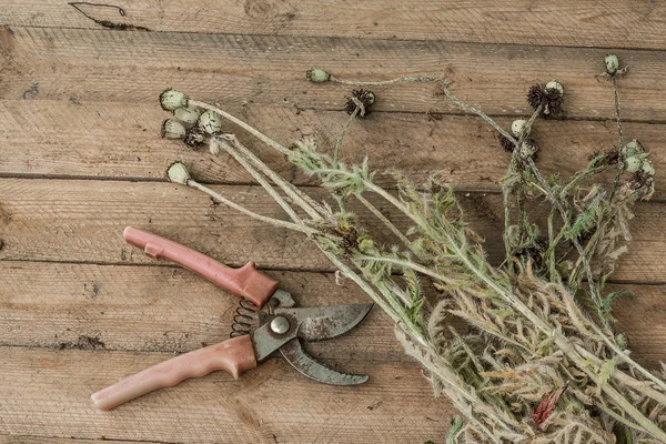 Verschoten papavers en tuinscharen — Stockfoto