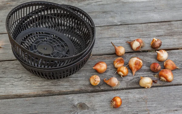 Manden met bollen van tulpen — Stockfoto