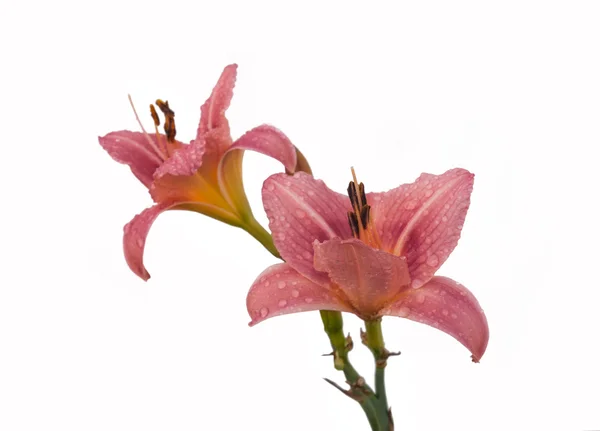 Daylily (hemerocallis) λουλούδια — Φωτογραφία Αρχείου
