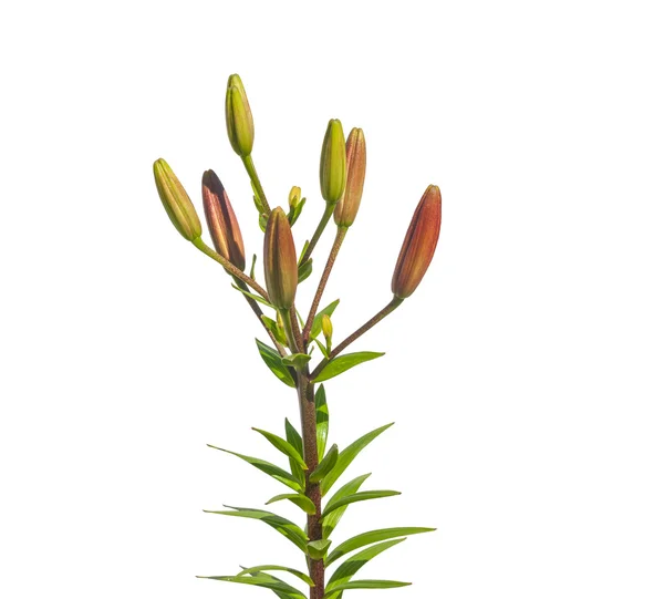 Branch of  lilies  with buds — Stock Photo, Image