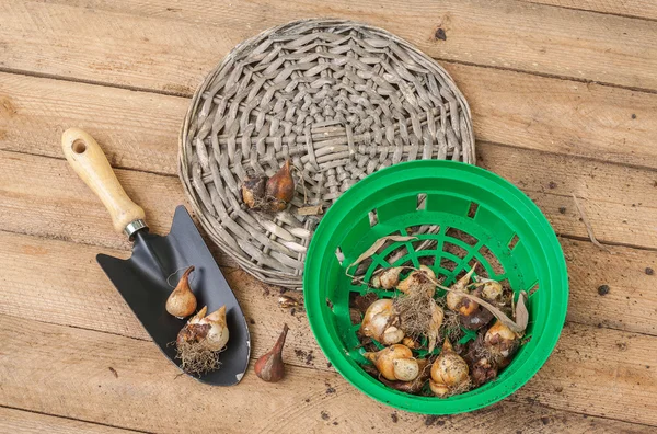 Tulip bulbs and bulbous basket — Stock Photo, Image