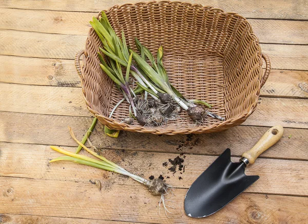 Nach blühenden Hyazinthen ausgegraben — Stockfoto