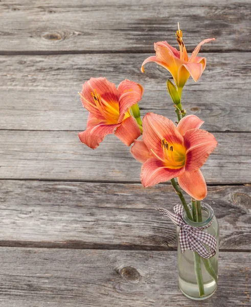 Salmon-colored Daylily (hemerocallis) — Stock Photo, Image