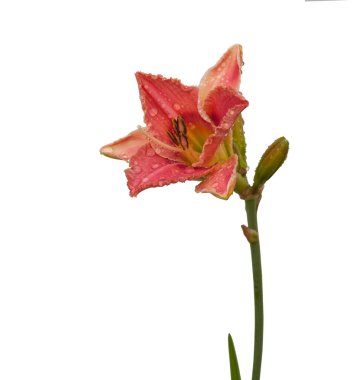 Bicolor pembe Daylily (hemerocallis)