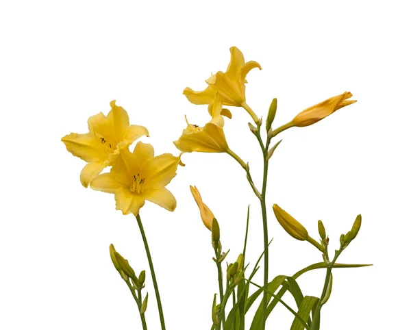 Lys jaune buisson (hémérocalles) ) — Photo