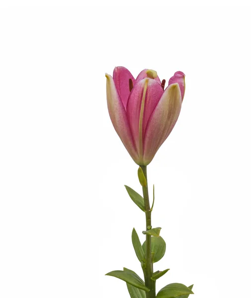 Der Zweig des Rosa lilly — Stockfoto