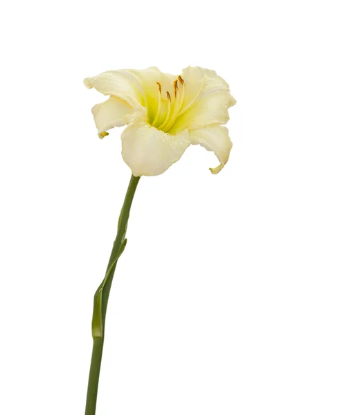 Daylily λευκό με δροσοσταλίδες — Φωτογραφία Αρχείου