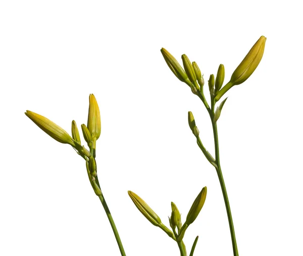 Stems orange daylily with buds — Stock Photo, Image