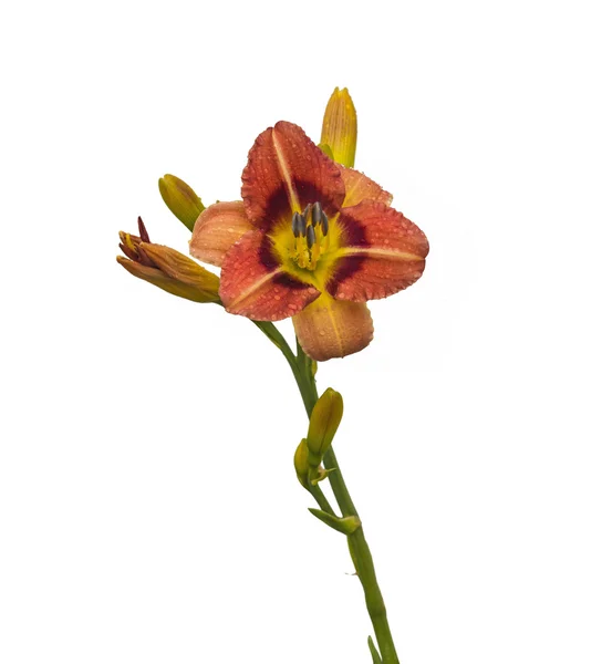 Bicolor daylily κατά την σταγόνες δροσιάς — Φωτογραφία Αρχείου