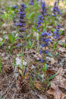 Bahar orman mavi çiçekler