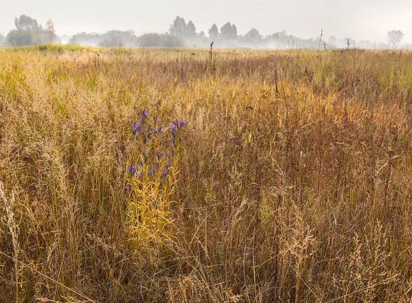 Foggy morning on a meadow — Stock Photo, Image