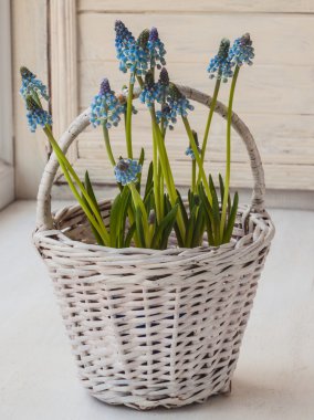 Beyaz sepet içinde mavi muscari