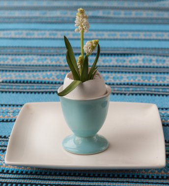 Beyaz Muscari yumurta kabuğu içinde