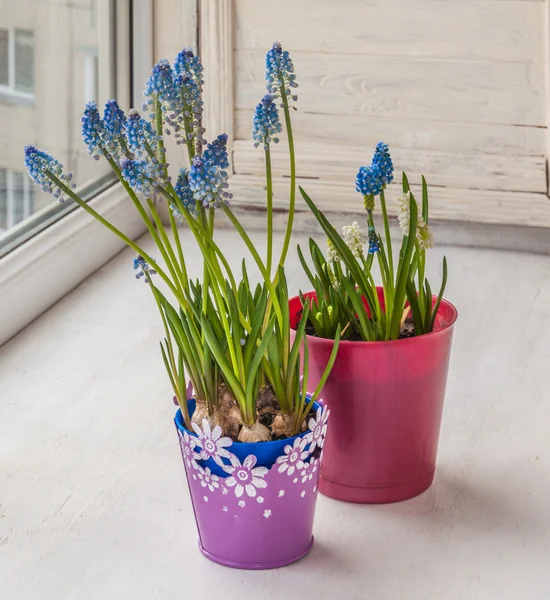 Blauwe Muscari in potten — Stockfoto