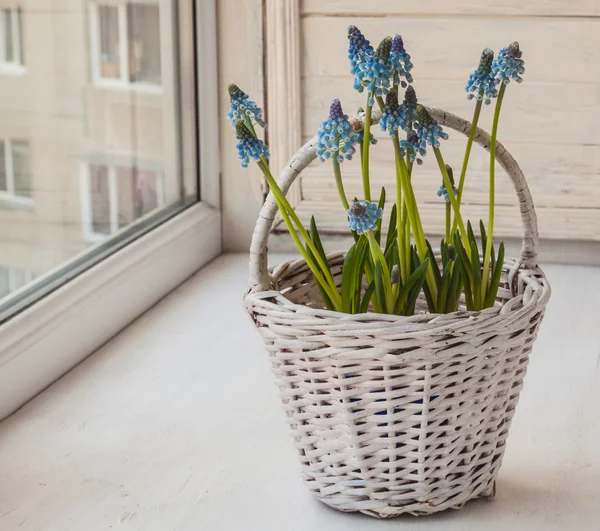 Beyaz sepet içinde mavi muscari — Stok fotoğraf