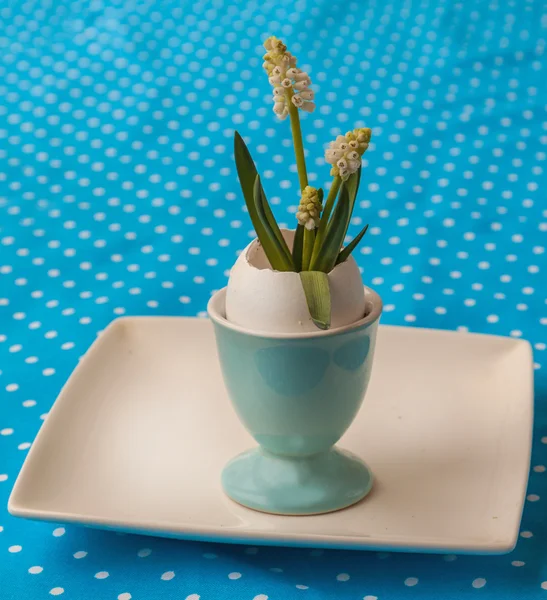 White Muscari in eggshells — Stock Photo, Image