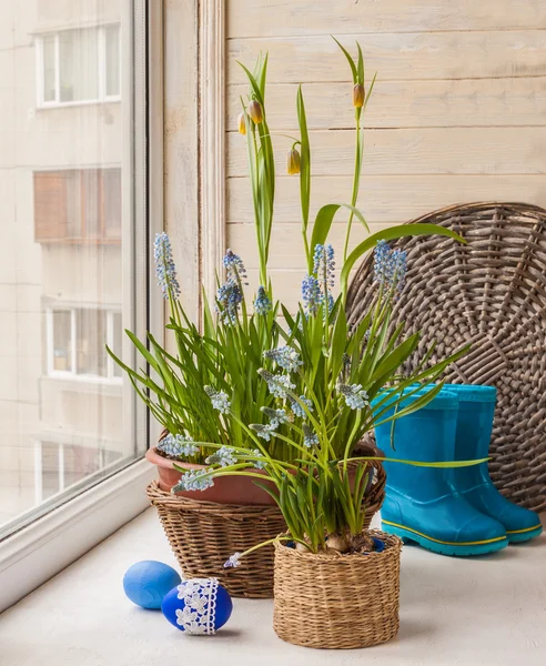 Blue muscari and fritillaria and rubber boots — Stock Photo, Image