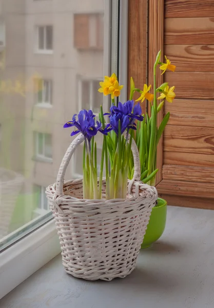 Bulbous irises in a basket and daffodils — Stock Photo, Image