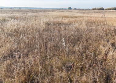 Çayır ayaz Ekim sabah