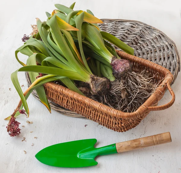 Lampascioni e vanga da giardino — Foto Stock