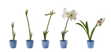 Mavi tencere beyaz Hippeastrum çiçekli