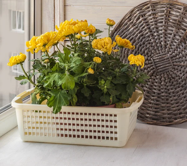 Gelbe Chrysanthemen auf Fenster — Stockfoto