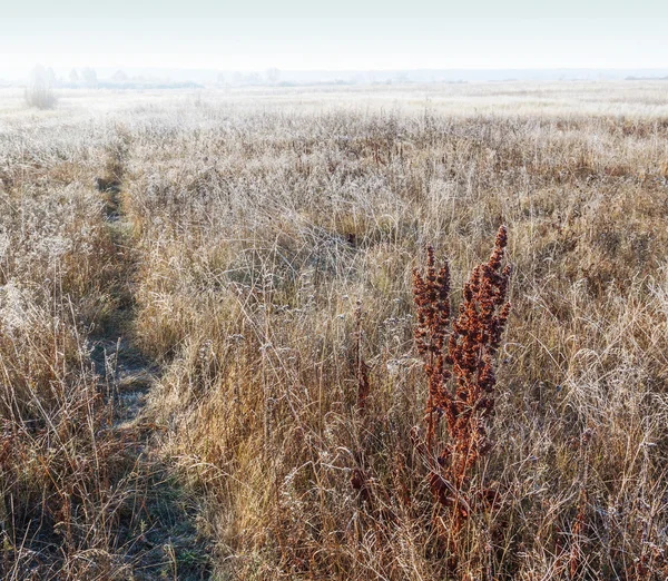 Landscape of dry grass covered with frost — Stock Photo, Image