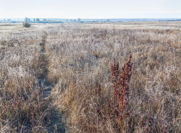 Landscape of dry grass covered with frost — Stock Photo, Image