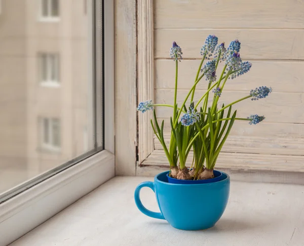 Blå muscari i blå cup — Stockfoto