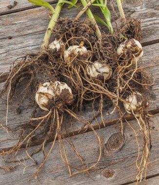 Lilyum dauricum (pensylvanicum) ampul