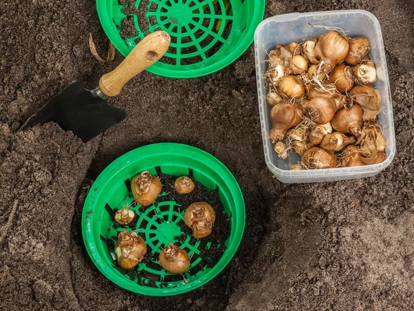 Planting bulbs  daffodils in a basket — Stock Photo, Image