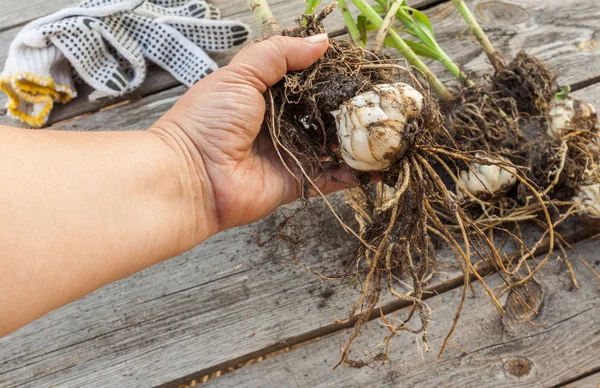 Mano femenina sosteniendo un Lilium dauricum —  Fotos de Stock