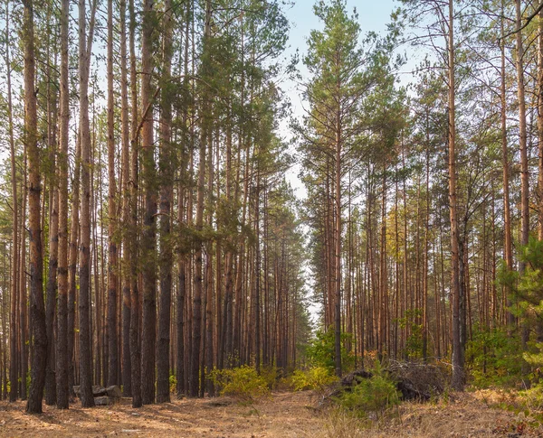 Strada nella pineta — Foto Stock