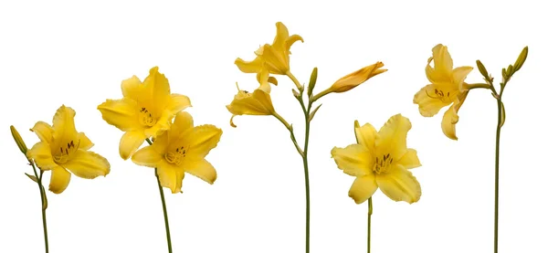 Κίτρινο Daylily (hemerocallis) — Φωτογραφία Αρχείου