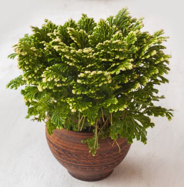 Selaginella martensii 
