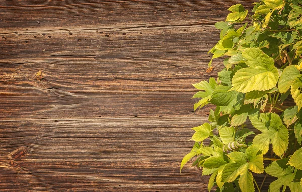 Листья хмеля на старых деревянных фоне — стоковое фото