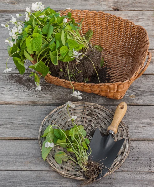 Viola odorata mellett egy kerti lapát — Stock Fotó