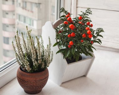 Heather ve pencere üzerine itüzümü