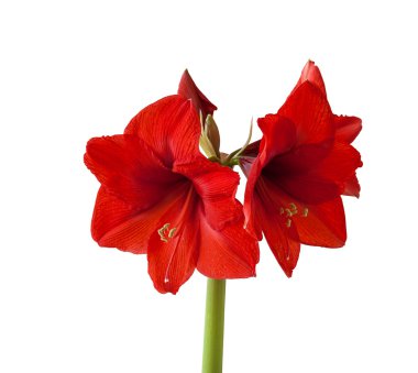 Beyaz zemin üzerine kırmızı Hippeastrum