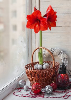Kırmızı Hippeastrum kış penceresinde
