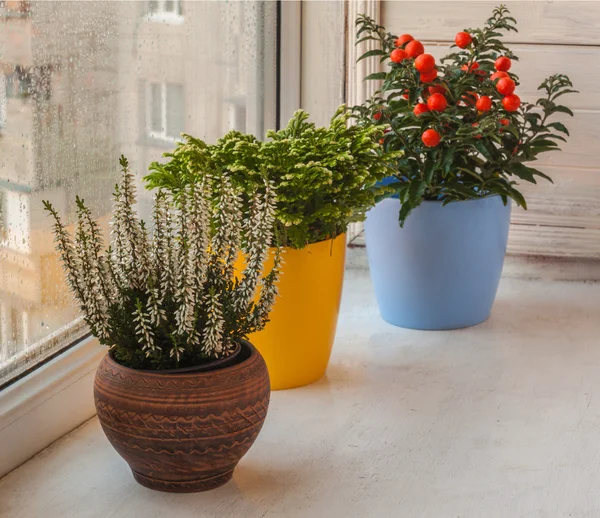 Plantas ornamentales domésticas — Foto de Stock