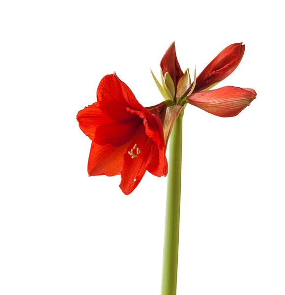 Hippeastrum vermelho sobre fundo branco — Fotografia de Stock