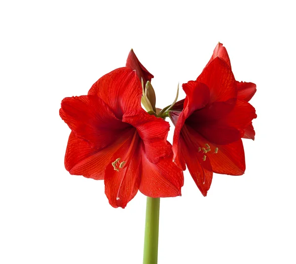 Hippeastrum rojo sobre fondo blanco — Foto de Stock