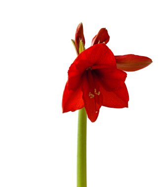Beyaz zemin üzerine kırmızı Hippeastrum