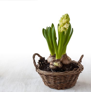 Üç sepet içinde sümbül