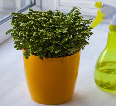 Selaginella martensii 
