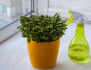 Selaginella martensii 