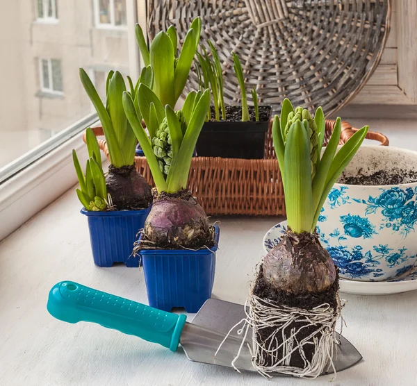 Jacintos con brotes en la ventana — Foto de Stock