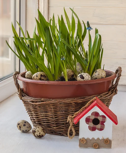 Blue muscari in  basket — Stock Photo, Image